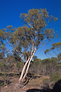 APII jpeg image of Eucalyptus optima  © contact APII