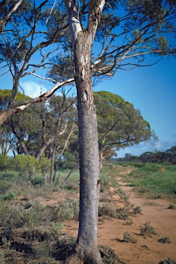 APII jpeg image of Eucalyptus moderata  © contact APII