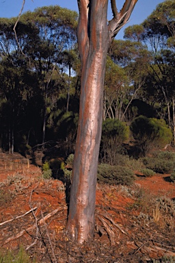 APII jpeg image of Eucalyptus prolixa  © contact APII