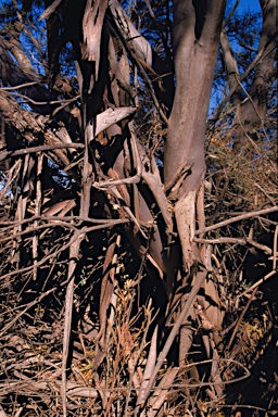 APII jpeg image of Eucalyptus quaerenda subsp. quaerenda  © contact APII
