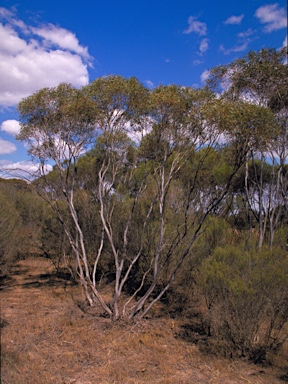 APII jpeg image of Eucalyptus vegrandis  © contact APII