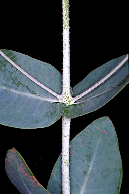 APII jpeg image of Eucalyptus jucunda  © contact APII