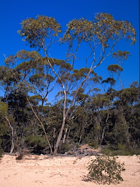 APII jpeg image of Eucalyptus luculenta  © contact APII