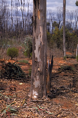 APII jpeg image of Eucalyptus rhomboidea  © contact APII