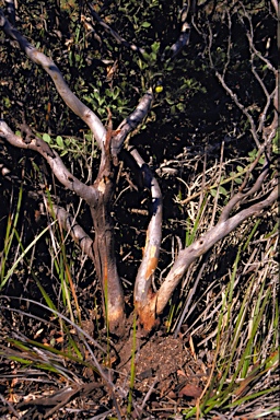 APII jpeg image of Eucalyptus mcquoidii  © contact APII