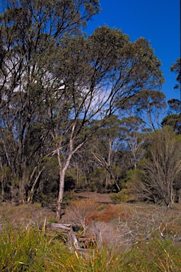 APII jpeg image of Eucalyptus praetermissa  © contact APII