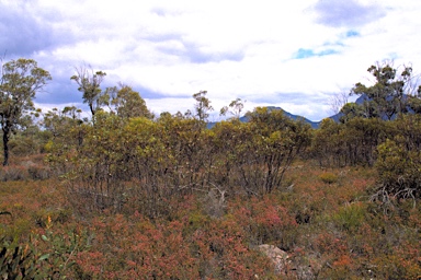 APII jpeg image of Eucalyptus thamnoides subsp. thamnoides  © contact APII