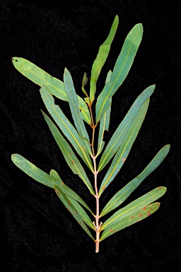 APII jpeg image of Eucalyptus todtiana  © contact APII