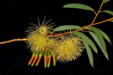 APII jpeg image of Eucalyptus diminuta  © contact APII