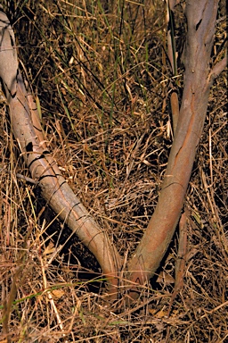 APII jpeg image of Eucalyptus varia subsp. varia  © contact APII