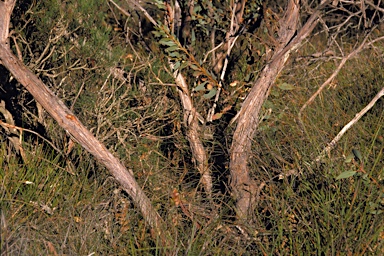 APII jpeg image of Eucalyptus extrica  © contact APII