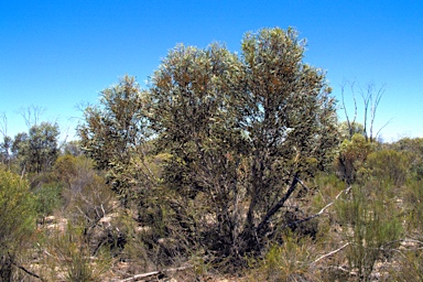 APII jpeg image of Eucalyptus luteola  © contact APII