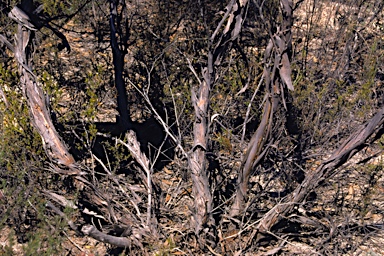 APII jpeg image of Eucalyptus luteola  © contact APII