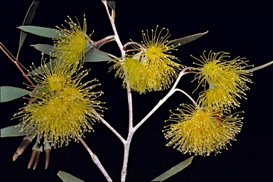 APII jpeg image of Eucalyptus tephroclada  © contact APII