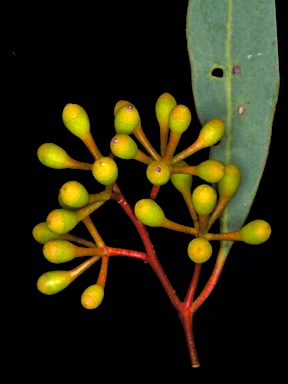 APII jpeg image of Eucalyptus aff. largiflorens  © contact APII