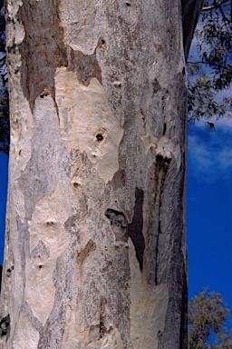 APII jpeg image of Eucalyptus camaldulensis subsp. arida  © contact APII