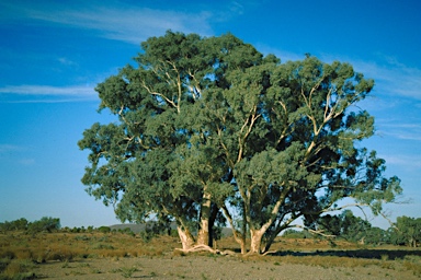 APII jpeg image of Eucalyptus camaldulensis subsp. arida  © contact APII