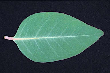 APII jpeg image of Eucalyptus camaldulensis subsp. minima  © contact APII