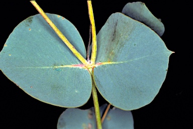 APII jpeg image of Eucalyptus crucis subsp. praecipua  © contact APII