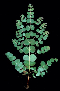 APII jpeg image of Eucalyptus alligatrix subsp. limaensis  © contact APII