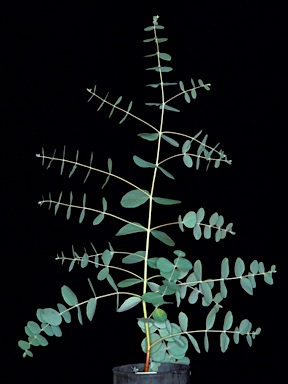 APII jpeg image of Eucalyptus alligatrix subsp. limaensis  © contact APII