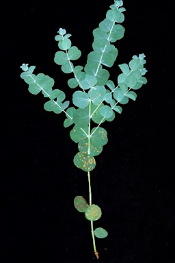 APII jpeg image of Eucalyptus cinerea subsp. triplex  © contact APII