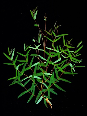 APII jpeg image of Eucalyptus elata  © contact APII