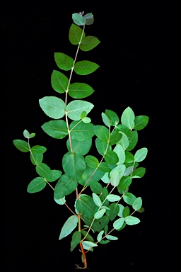 APII jpeg image of Eucalyptus litoralis  © contact APII