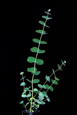 APII jpeg image of Eucalyptus goniocalyx subsp. goniocalyx  © contact APII