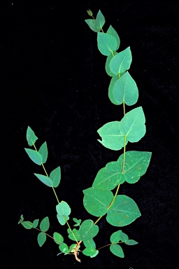 APII jpeg image of Eucalyptus leucoxylon subsp. megalocarpa  © contact APII