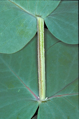 APII jpeg image of Eucalyptus canobolensis  © contact APII