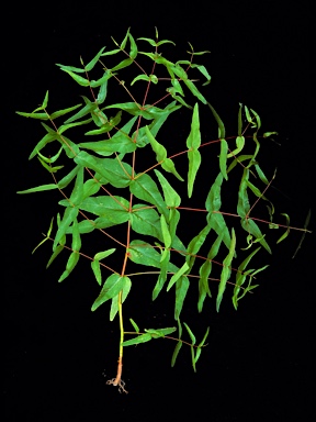 APII jpeg image of Eucalyptus viminalis subsp. viminalis  © contact APII