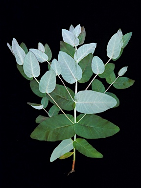 APII jpeg image of Eucalyptus globulus subsp. maidenii  © contact APII