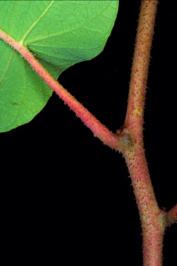 APII jpeg image of Corymbia maculata  © contact APII