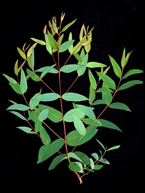 APII jpeg image of Eucalyptus moorei subsp. moorei  © contact APII