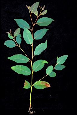 APII jpeg image of Eucalyptus ovata var. grandiflora  © contact APII