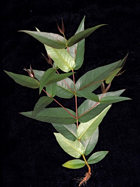 APII jpeg image of Eucalyptus psammitica  © contact APII