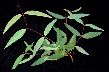 APII jpeg image of Eucalyptus falciformis subsp. falciformis  © contact APII