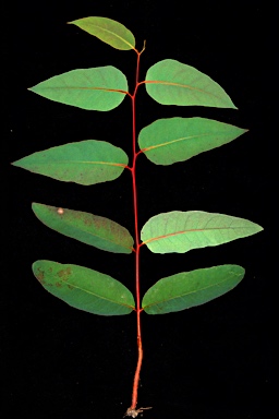 APII jpeg image of Eucalyptus consideniana  © contact APII