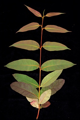 APII jpeg image of Eucalyptus planchoniana  © contact APII