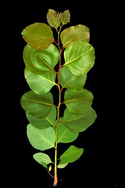 APII jpeg image of Eucalyptus amplifolia subsp. sessiliflora  © contact APII