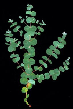 APII jpeg image of Eucalyptus saxatilis  © contact APII