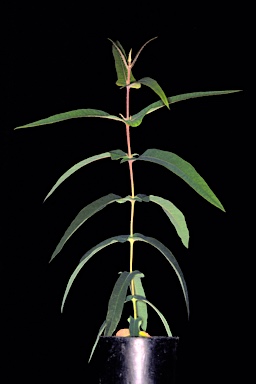 APII jpeg image of Angophora leiocarpa subsp. leiocarpa  © contact APII