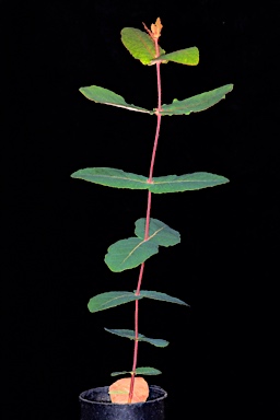 APII jpeg image of Angophora hispida  © contact APII