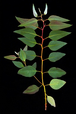 APII jpeg image of Eucalyptus percostata  © contact APII