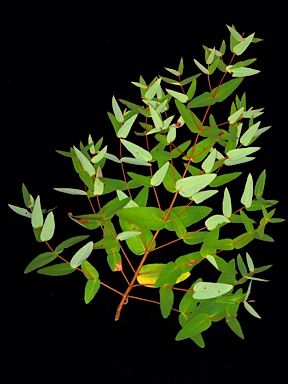 APII jpeg image of Eucalyptus croajingolensis  © contact APII
