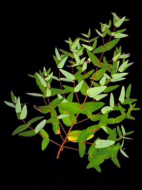 APII jpeg image of Eucalyptus croajingolensis  © contact APII