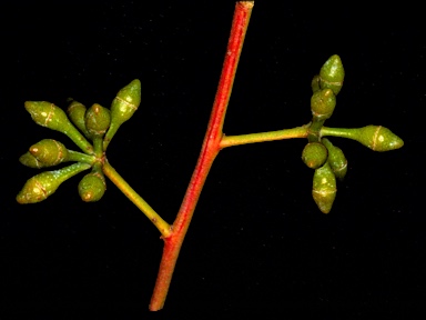 APII jpeg image of Eucalyptus elliptica  © contact APII