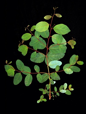 APII jpeg image of Eucalyptus ovata subsp. ovata  © contact APII
