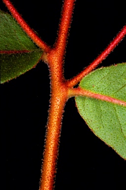 APII jpeg image of Eucalyptus macrorhyncha  © contact APII
